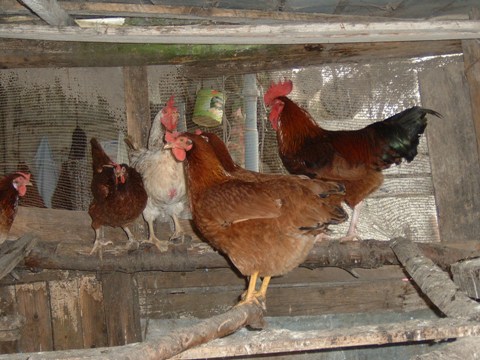 Animali della fattoria: mucche, maiali o galline